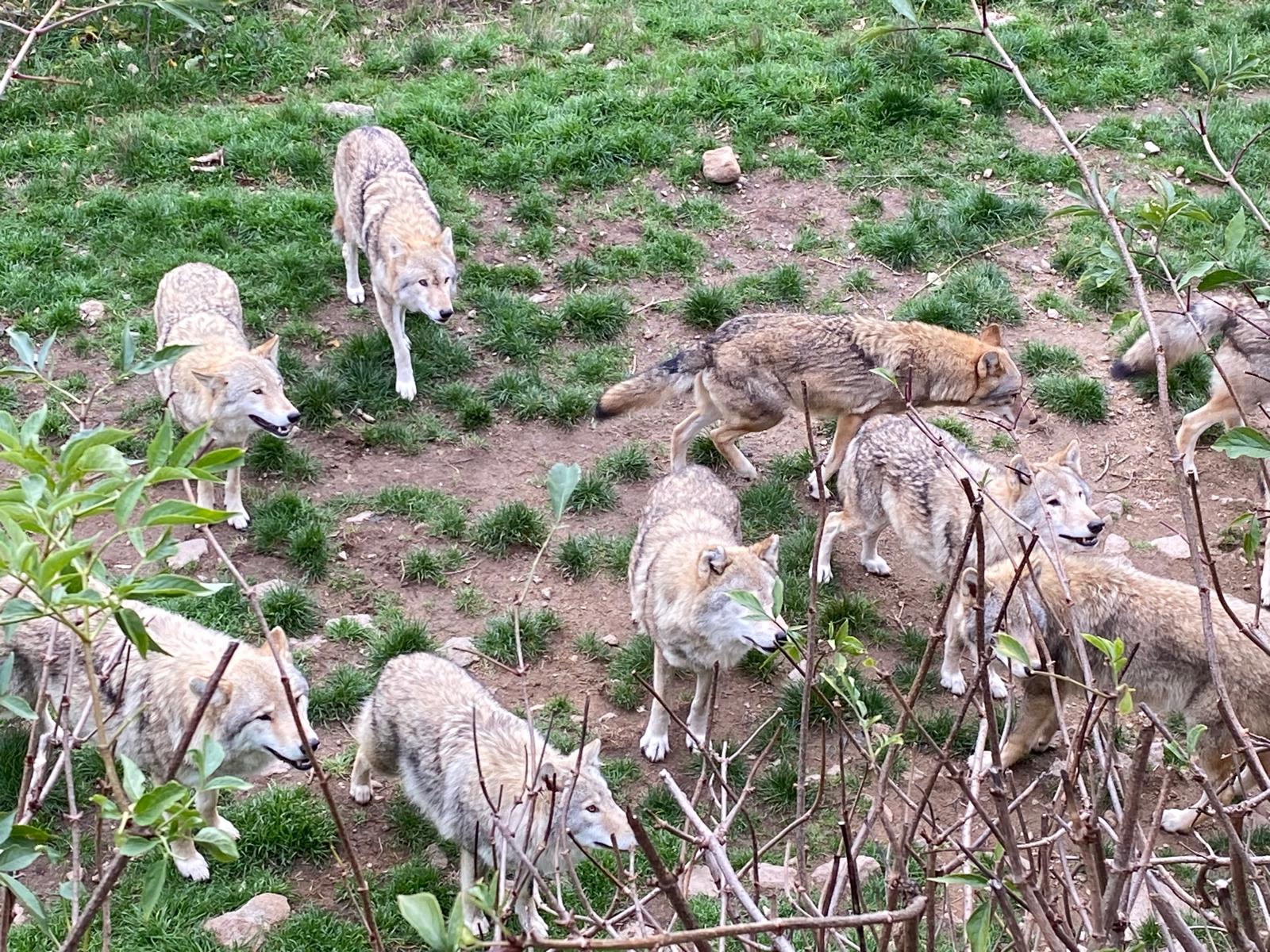 Sortie Gévaudan 2025